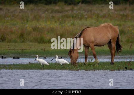 oiseaux , Cheval Henson, bestiame delle Highland, Saint Firmin les Crotoy, Aigrette garzette, Grande aigrette, Spatule, Cygne Foto Stock