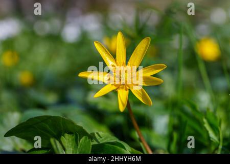 Fiore di Pilebort in un prato primaverile Foto Stock