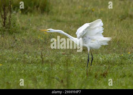 oiseaux , Cheval Henson, bestiame delle Highland, Saint Firmin les Crotoy, Aigrette garzette, Grande aigrette, Spatule, Cygne Foto Stock