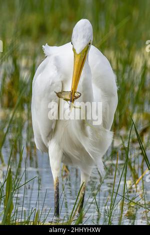 oiseaux , Cheval Henson, bestiame delle Highland, Saint Firmin les Crotoy, Aigrette garzette, Grande aigrette, Spatule, Cygne Foto Stock