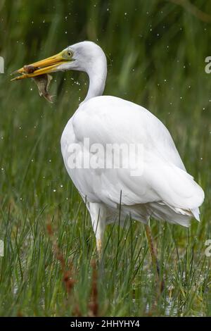 oiseaux , Cheval Henson, bestiame delle Highland, Saint Firmin les Crotoy, Aigrette garzette, Grande aigrette, Spatule, Cygne Foto Stock