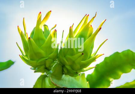 Primo piano di due giovani frutti di drago che crescono su un ramo di albero di cactus contro il cielo blu brillante Foto Stock