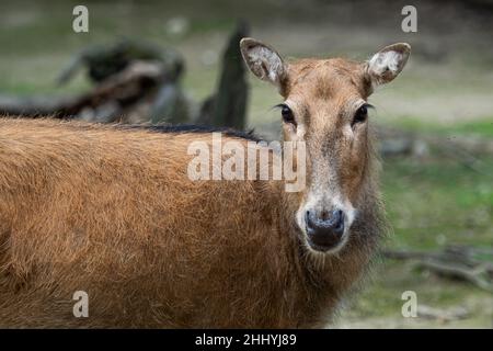 Pere David deer (Elaphurus davidianus), noto anche come il milu. Foto Stock