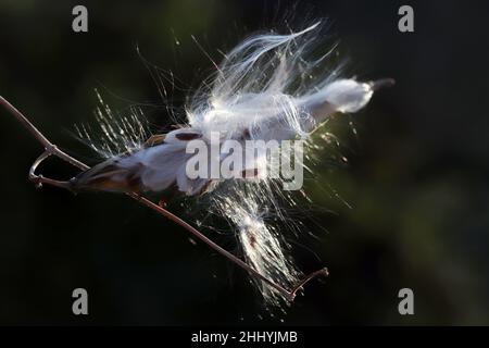 Shot di una pianta bianca fibrosa di Milkweed con semi esposti in un giorno d'autunno. Foto Stock