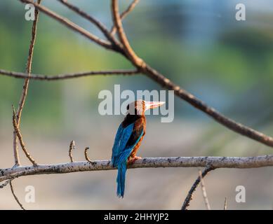 Il Martin pescatore a gola bianca, noto anche come il Martin pescatore alla brace bianca, è un Martin pescatore di alberi seduto su un ramo Foto Stock