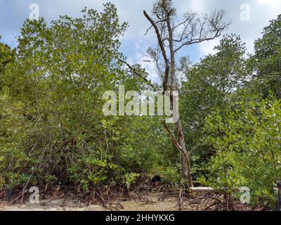 Viaggiatore saccopelatore asiatico in foresta di mangrovie durante il periodo di bassa marea, circondato da lunghe radici di mangrovie. Viaggio di un giorno d'estate. Endau, Malesia Foto Stock