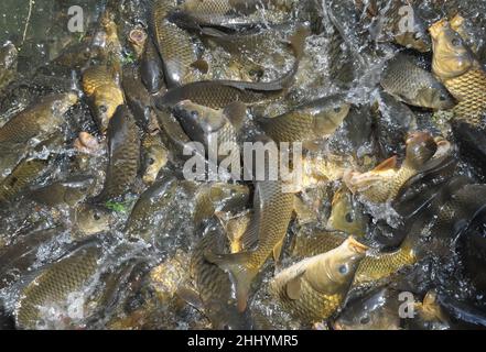 Vista ad angolo alto di gruppo di pesci che si riuniscono per il cibo nel lago Foto Stock