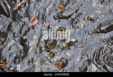 Vista dall'alto di un gruppo di pesci che si riuniscono e aprono la bocca per mangiare nel lago Foto Stock