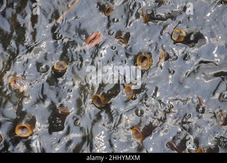 Vista dall'alto di un gruppo di pesci che si riuniscono e aprono la bocca per mangiare nel lago Foto Stock