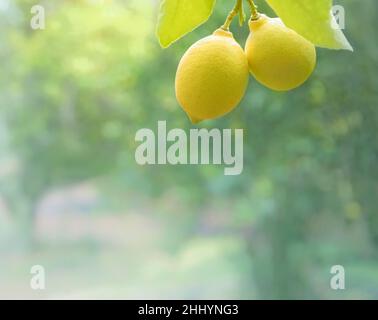 Due limoni su un ramo di albero con morbido giardino di limone focalizzato sullo sfondo, spazio copia Foto Stock