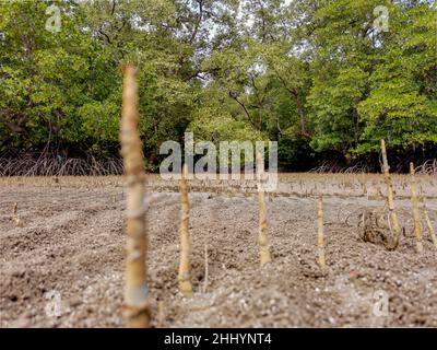 Primo piano di alberi di mangrovie radici, pneumatofore, radici aeree, radici speciali per la respirazione di mangrovie mela, albero di sughero in foresta tropicale mangrovie b Foto Stock