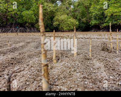 Primo piano di alberi di mangrovie radici, pneumatofore, radici aeree, radici speciali per la respirazione di mangrovie mela, albero di sughero in foresta tropicale mangrovie b Foto Stock