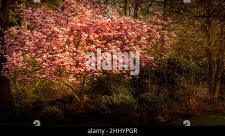 Parigi, Francia - 24 marzo 2021: Magnolie in piena fioritura nella giornata di sole a Parigi Foto Stock