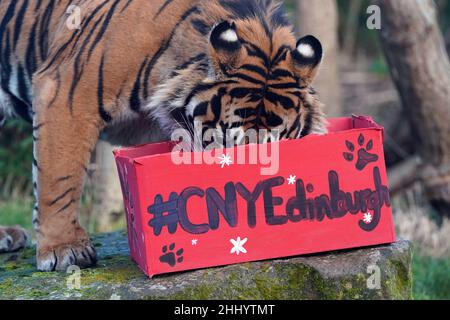 Luca, uno dei giardini zoologici di Edimburgo in pericolo critico, le tigri Sumatran, è stato arricchito dal Chinese New Year Festival di Edimburgo. Data foto: Mercoledì 26 gennaio 2022. Foto Stock