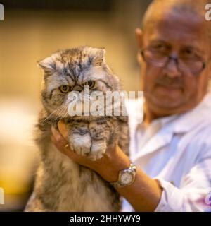 Il gatto brachicefalico viene tenuto in attesa di ispezione in occasione di una mostra di gatti Foto Stock