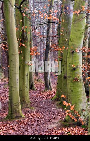 Tronchi di faggio in inverno ancora con alcune foglie Foto Stock