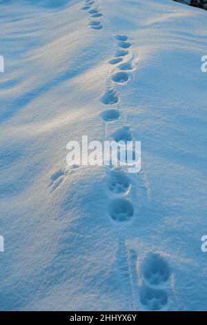 Lynx eurasiatica (lynx lynx) piste nella neve. Monti Bieszczady, Carpazi, Polonia. Foto Stock