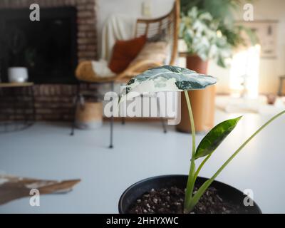 Alocasia Micholitziana variegata, comunemente conosciuta come Alocasia Frydek, in un salone industriale bohémien. Foto Stock