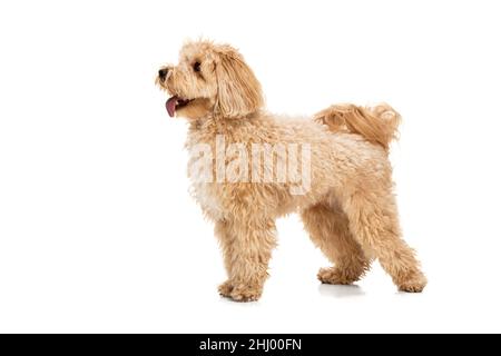 Ritratto di bel cane, maltipoo colore dorato posa isolato su sfondo bianco. Concetto di bellezza, razza, animali domestici, vita animale. Foto Stock