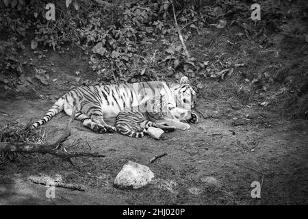 Madre siberiana con il suo cucciolo, in bianco e nero, distesa su un prato. Potente gatto predatore. Il gatto più grande del mondo e minacciato Foto Stock