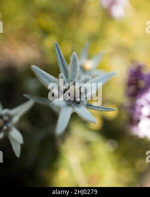 Una rara Edelweiss nelle Alpi svizzere Foto Stock