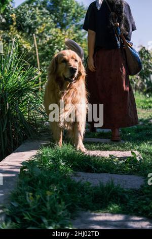 Il cane d'oro nell'erba verde Foto Stock