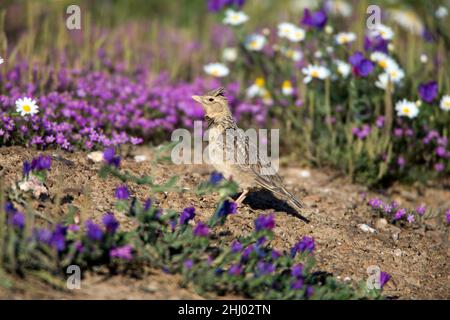 Calandra Lark, (Melanocoripha calandra), a terra, ricoperta di polvere dopo bagno di polvere, Castro Verde, Alentejo, Portogallo Foto Stock