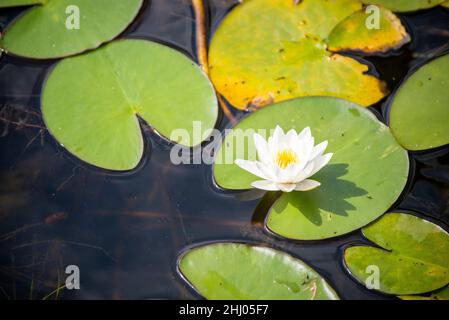 Nymphaea candida fiore bianco sul lago Moszne Foto Stock