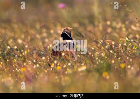 Piccolo senape, (Tetrax tetrax), in campo di fiori selvatici, all'alba, Sao Marcos Grande riserva di senape, Castro Verde, Alentejo, Portogallo Foto Stock