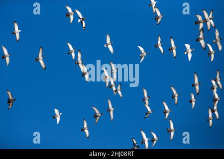 Pigeons domestici / Racing, (Columbia sp.), Flock in volo, Castro Verde, Alentejo Portogallo Foto Stock