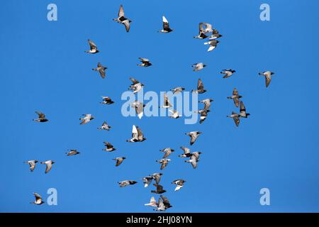 Pigeons domestici / Racing, (Columbia sp.), Flock in volo, Castro Verde, Alentejo Portogallo Foto Stock