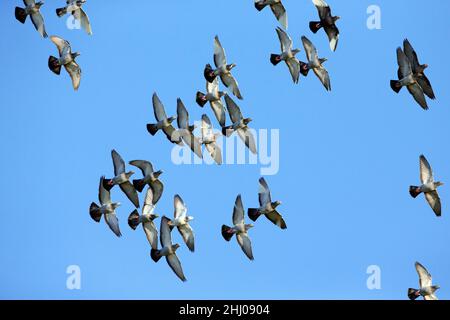 Pigeons domestici / Racing, (Columbia sp.), Flock in volo, Castro Verde, Alentejo Portogallo Foto Stock