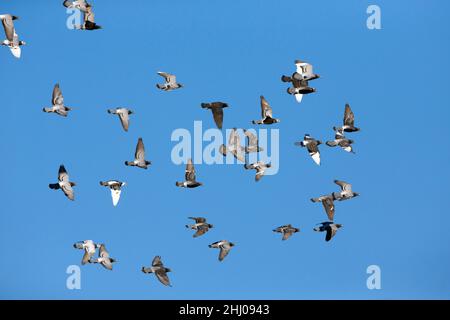 Pigeons domestici / Racing, (Columbia sp.), Flock in volo, Castro Verde, Alentejo Portogallo Foto Stock