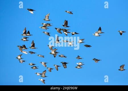 Pigeons domestici / Racing, (Columbia sp.), Flock in volo, Castro Verde, Alentejo Portogallo Foto Stock