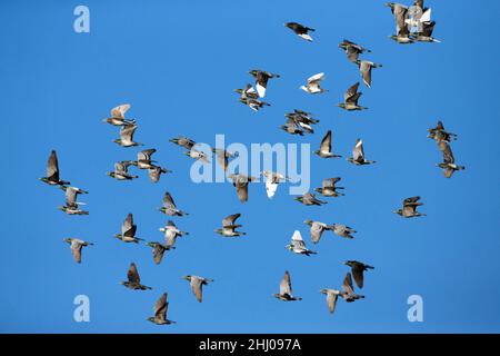 Pigeons domestici / Racing, (Columbia sp.), Flock in volo, Castro Verde, Alentejo Portogallo Foto Stock