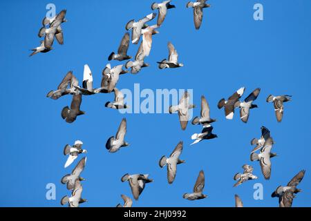 Pigeons domestici / Racing, (Columbia sp.), Flock in volo, Castro Verde, Alentejo Portogallo Foto Stock