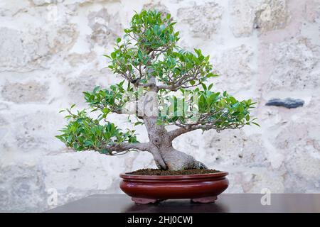 Fico piangente (Ficus benjamina) albero bonsai contro un muro di pietra Foto Stock