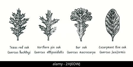 Rovere Leaves.Texas Rovere Rosso (Quercus buckleyi), Rovere perno Nord (Quercus ellissoidalis), Rovere pelliccia (Quercus macrocarpa), Rovere vivo scarpata (Quercus fusiformis Foto Stock