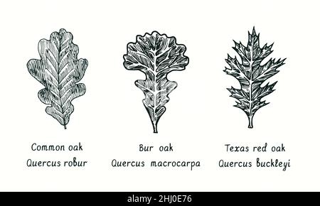 Quercia comune, quercia Bur (Quercus macrocarpa) e foglia di quercia rossa del Texas (Quercus buckleyi). Disegno in bianco e nero in legno. Foto Stock