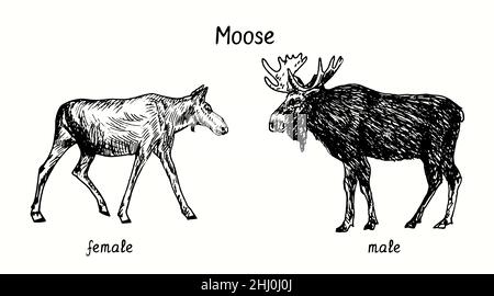 Collezione Moose maschile, in piedi e vista laterale testa. Disegno in bianco e nero in legno. Foto Stock