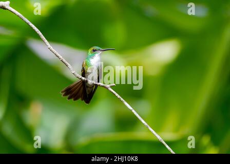 Carino colibrì smeraldo dal bosso bianco, Amazilia brevirostris, poggiante su un ramo preening con fogliame verde sfocato sullo sfondo. Foto Stock