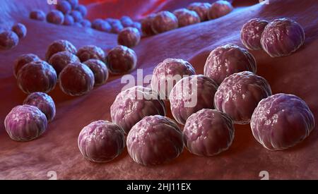 Chlamydia trachomatis, un intracellulare obbligato patogeno umano, è una delle quattro specie batteriche in genere Chlamydia. 3D illustrazione Foto Stock