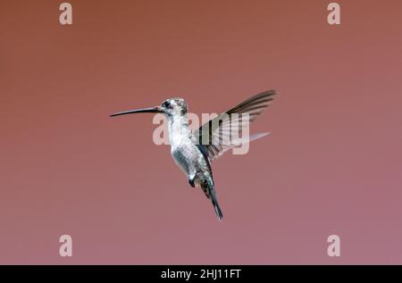 Giovane bianco, hummingbird starbugliato a lungo, Heliomaster longirostris, hovering in aria isolato su uno sfondo rosa. Foto Stock