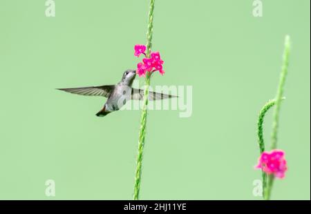 Femmina daina Ruby Topaz hummingbird, Chrysolampis mosquitus, nutrendo su un singolo fiore rosa Vervain isolato su uno sfondo verde. Foto Stock