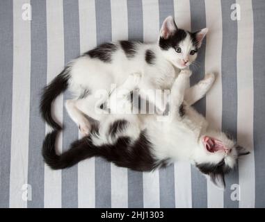 due divertenti cuccioli bianchi e neri si trovano affiancati in un abbraccio su un foglio a righe. Le loro code sono a forma di cuore. Amore per i gatti. Comfort Foto Stock