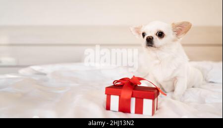 Divertente cane chihuahua per il compleanno siede su una coperta bianca sul letto di casa. Una scatola con un regalo sul letto vicino al cucciolo. Regalo per un animale domestico. Banner. c Foto Stock