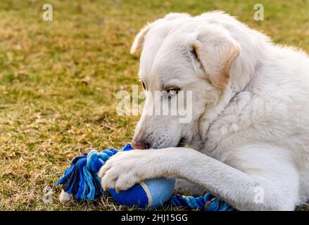 Il cane bianco sta giocando con la palla blu sull'erba nel giardino. Foto Stock