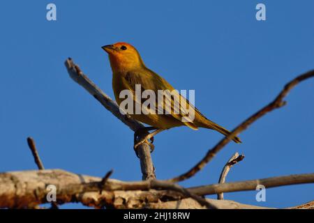 Safranammer, finch allo zafferano, flaveola Sicalis, Curacao Foto Stock