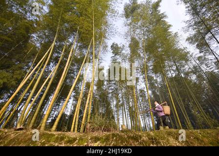 (220126) -- LUZHOU, 26 gennaio 2022 (Xinhua) -- Wu Qiuyue cerca germogli di bambù invernali in una foresta di bambù nel villaggio di Zhuhai di Baijie città del distretto di Naxi, Luzhou, provincia sudoccidentale della Cina di Sichuan, 18 gennaio 2022. Anni fa, Wu Qiuyue lavorava in una fabbrica di elettronica a Shenzhen nella Cina meridionale. Più tardi, per prendersi cura dei suoi genitori e della sua figlia, lei e suo marito Huang Zhongping hanno deciso di tornare nella sua città natale per avviare un'impresa insieme. All'inizio del 2020, la coppia, con una certa esperienza nel commercio elettronico, ha cominciato a provare il video short shooting ed ha aperto un cliente sopra Foto Stock