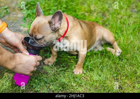 Bulldog francese beve acqua da bevitore di animali domestici Foto Stock